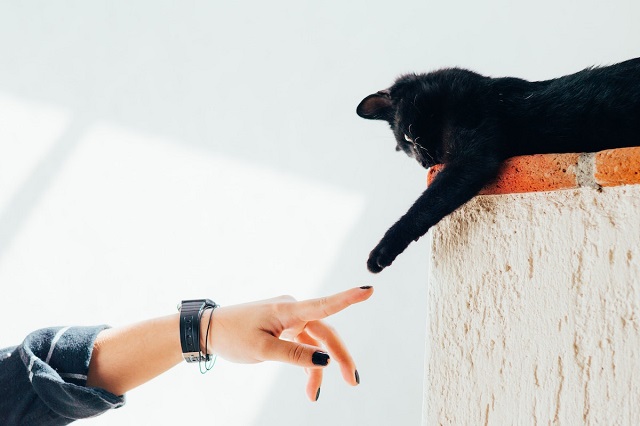 Giải mã giấc mơ thấy mèo