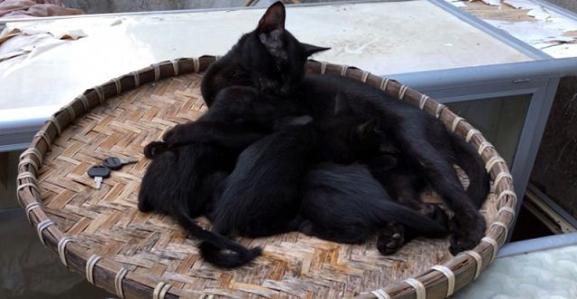 Nằm mơ thấy mèo đen nói dối