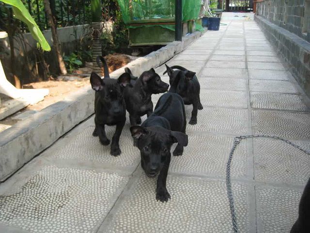 Nằm mơ thấy con đen là điềm báo gì