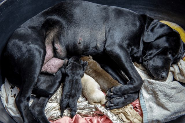 Điềm báo gì trong giấc mơ