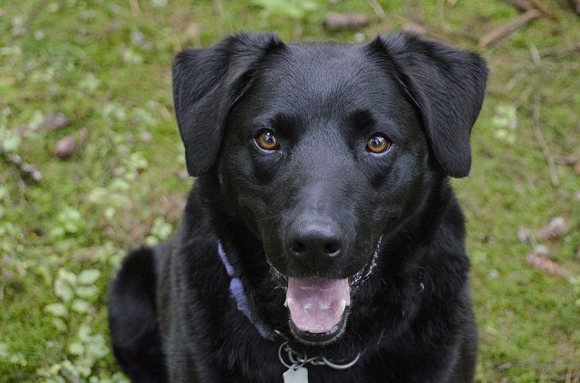 Trừ tà máu chó không có linh