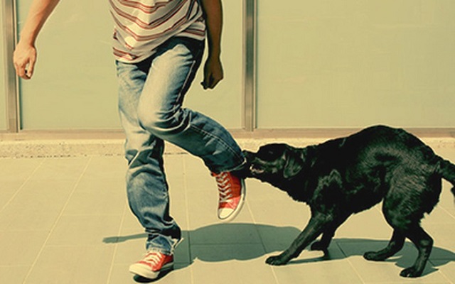 Giải mã giấc mơ bị chó cắn