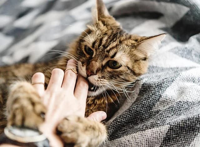 Mơ thấy bị mèo cắn