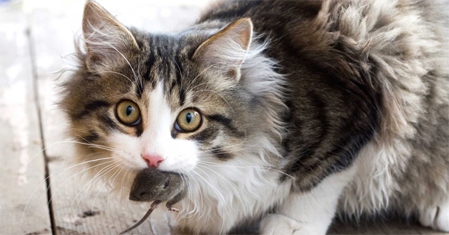 Nằm ngủ mơ thấy mèo cắn chuột