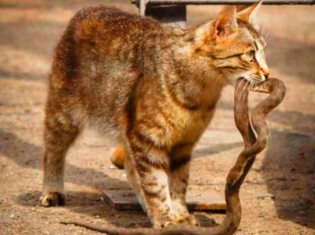 Mơ thấy rắn cắn mèo