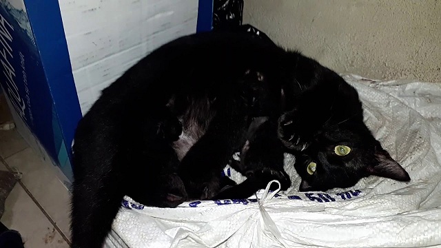 Giấc mơ sinh ra mèo đen