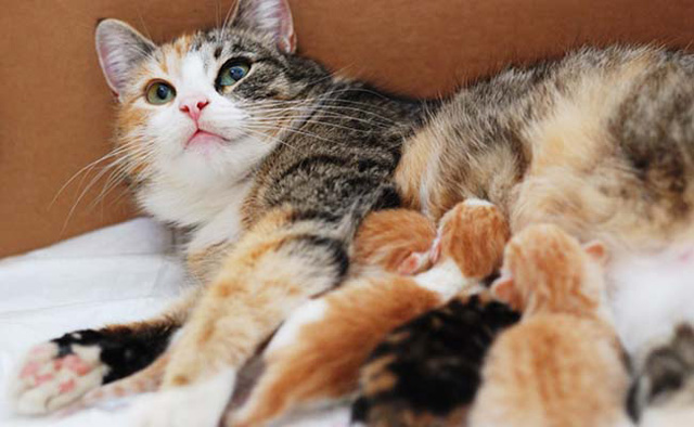 Không phải như thế