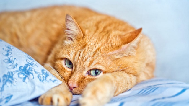 Nằm mơ thấy con mèo vàng bị ốm