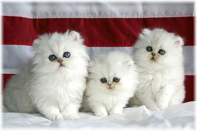 Nằm mơ thấy nhiều mèo trắng ngủ gật