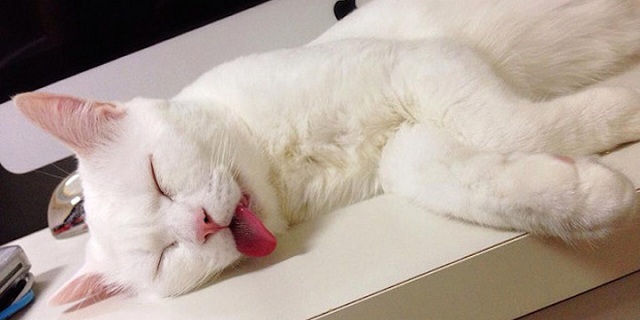 Mơ thấy giết mèo trắng 