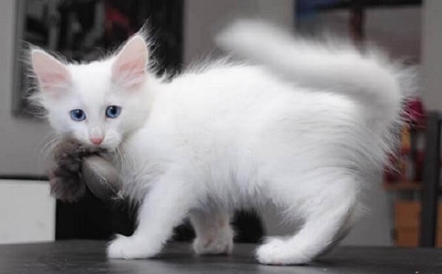 Nằm mơ thấy mèo và chuột trắng đang ngủ