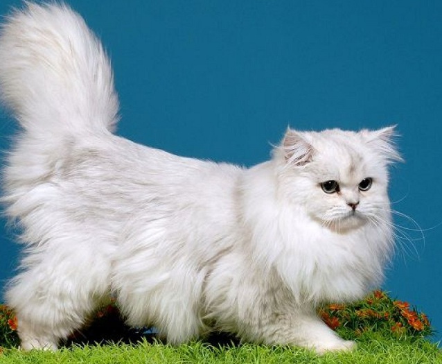 Ngủ mơ thấy bán lông trắng