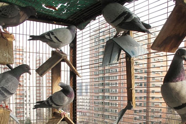 Những giấc mơ về chim bị giam cầm