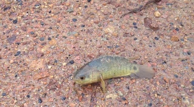 Mơ thấy cá rô đồng nhảy lên bờ