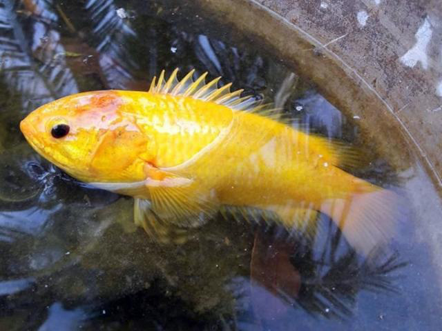 Mơ thấy Cá rô đồng