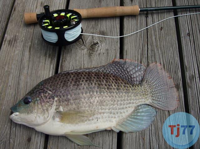 Nằm mơ thấy cá rô phi