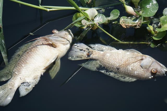 Mơ thấy một con cá vược chết