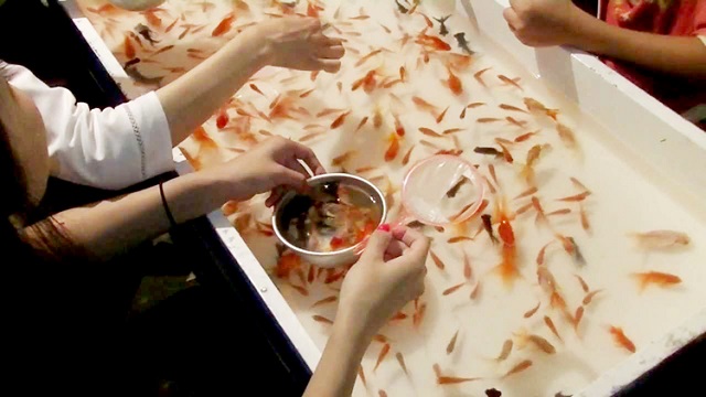 Giấc mơ câu cá vàng có gì đâu