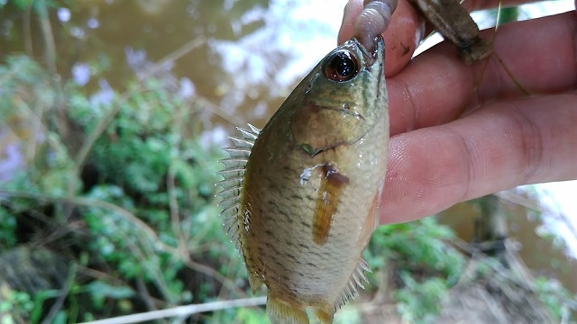 Theo đuổi giấc mơ của Anabas