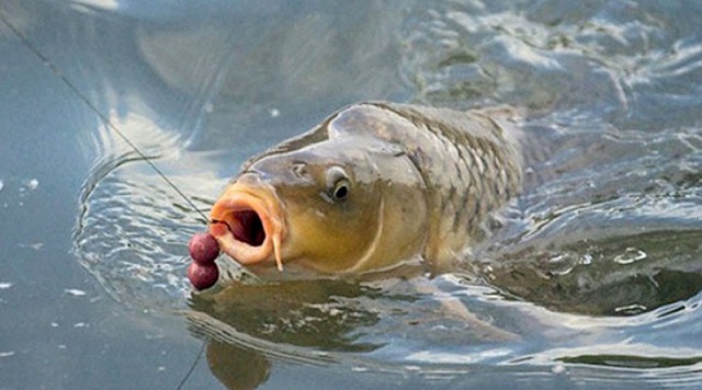 Nằm mơ thấy câu cá chép