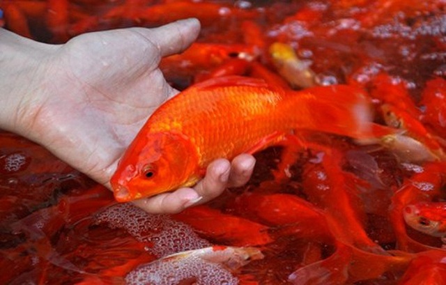 Giấc mơ cá chép đỏ