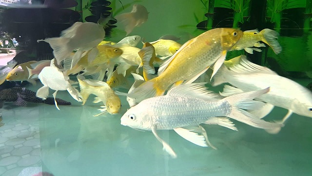 Giấc mơ của cá trắng