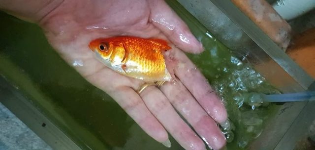 Giấc mơ giết một con cá vàng