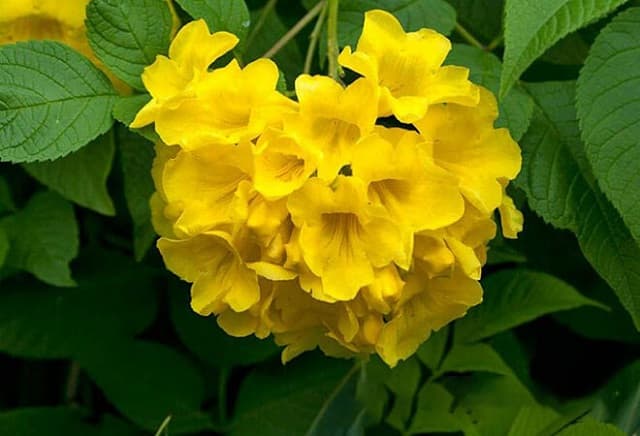 Mơ thấy hoa vàng nở 