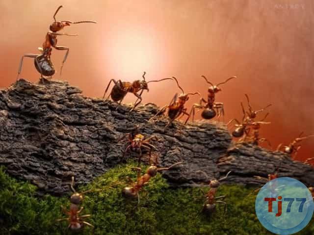 giấc mơ thấy côn trùng