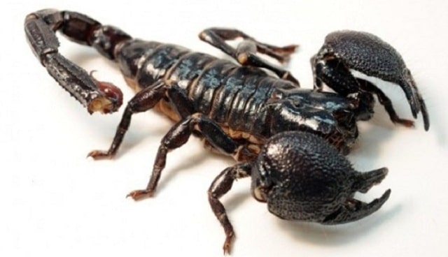 Tên của con vật là gì? 