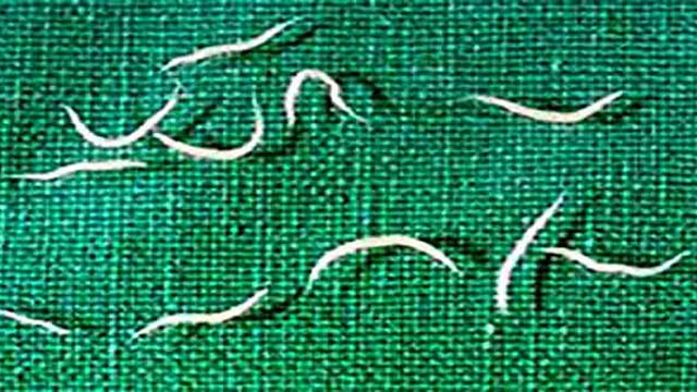 Đừng thay đổi con sâu