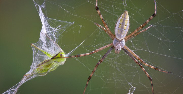 Chỉ một ít thôi