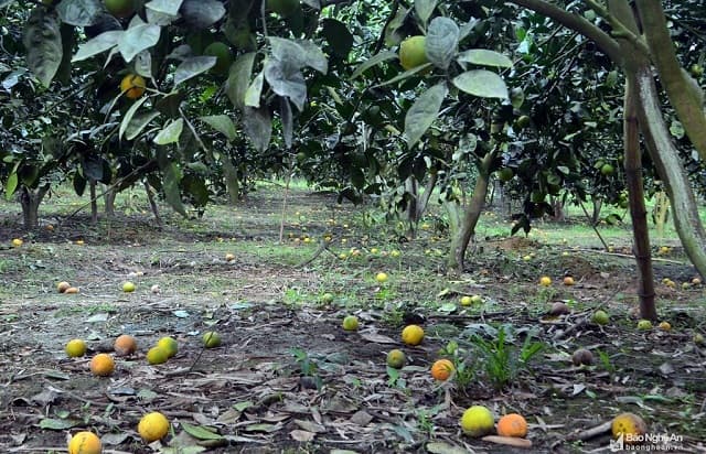 nam mo thay trai cay rung