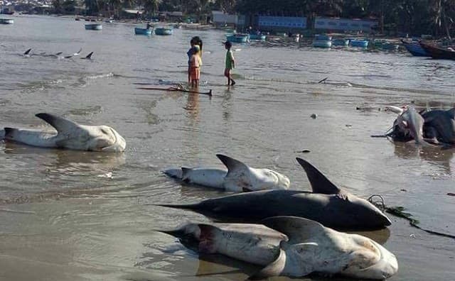 Giấc mơ về một con cá chết dạt vào bờ biển