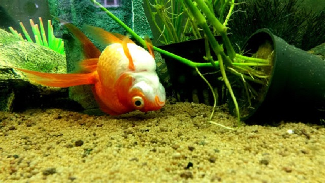 Giấc mơ về một con cá chết