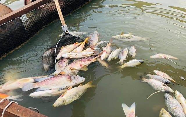 Nằm mơ thấy nhiều cá chết