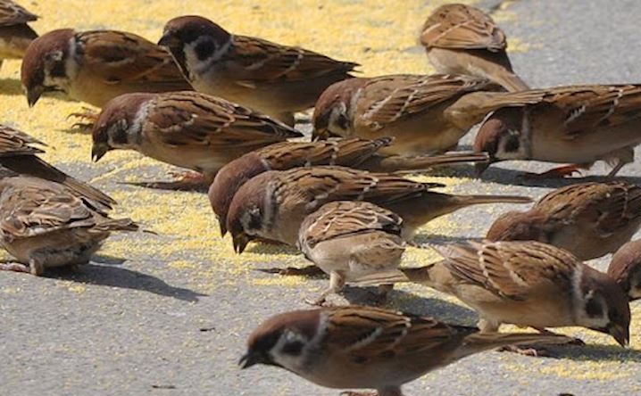 Chia sẻ ruộng lúa