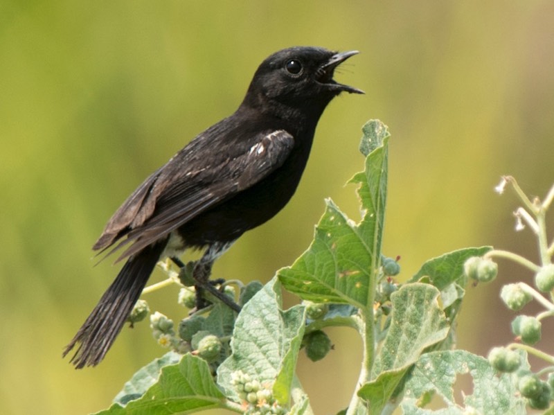 Mơ thấy chim sẻ đen