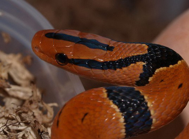 Mơ thấy rắn đỏ đuổi