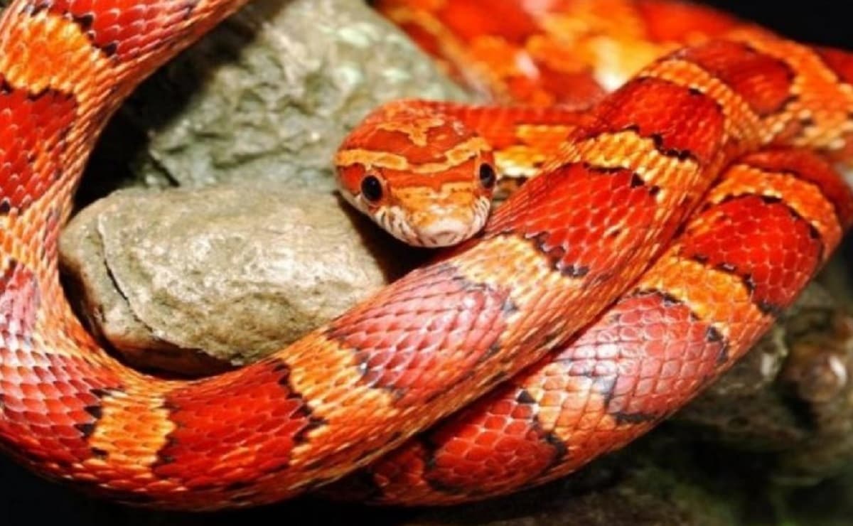 mơ rắn màu đỏ vàng