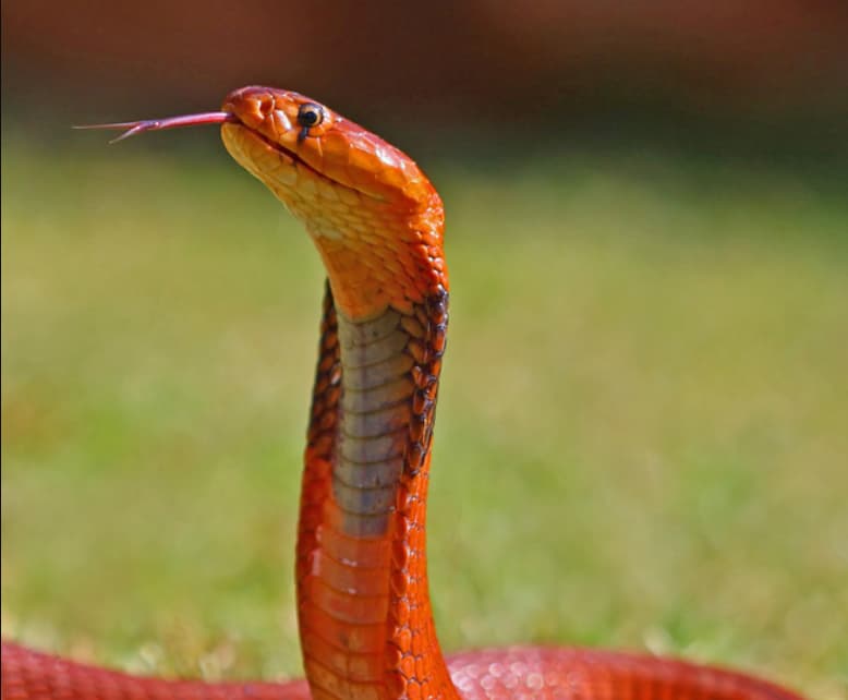 chiêm bao rắn hổ mang đỏ