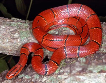 mơ bị rắn đỏ cắn