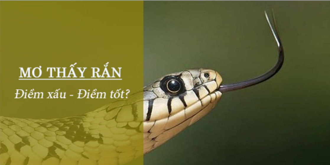 Nằm mơ thấy ăn thịt rắn có ý nghĩa gì?