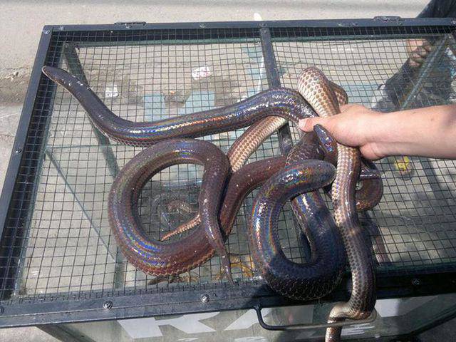 Mơ ước trở thành một con rắn