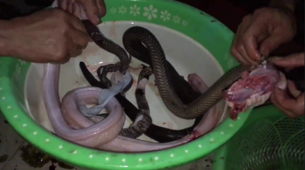 Mơ thấy người khác làm thịt rắn