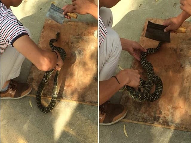 Nằm mơ thấy rắn bị chặt đầu khi bò vào nhà.