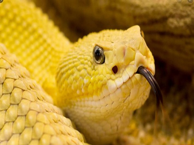 Nằm mơ thấy rắn vào hang