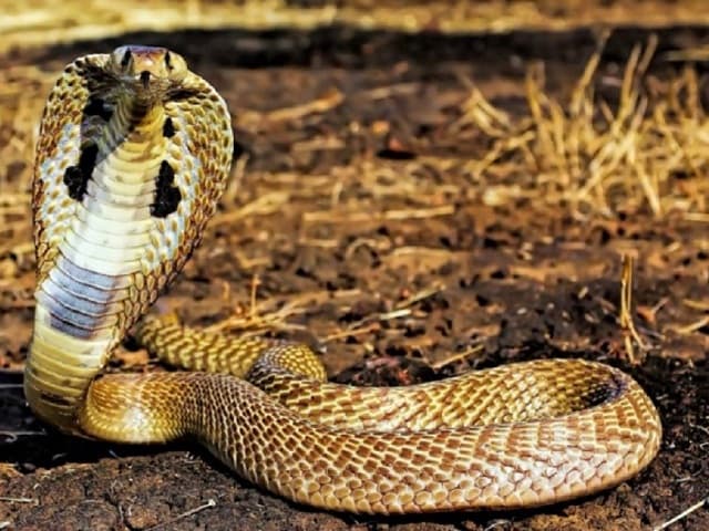 Mơ thấy rắn mổ vàng