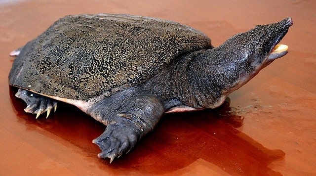 Người Việt đồng ý với Baba