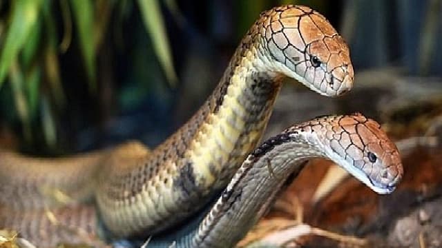 Nằm mơ thấy bắt được hai con rắn Nằm mơ thấy bắt được hai con rắn